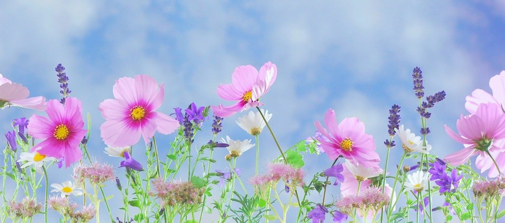 Sommerblomster